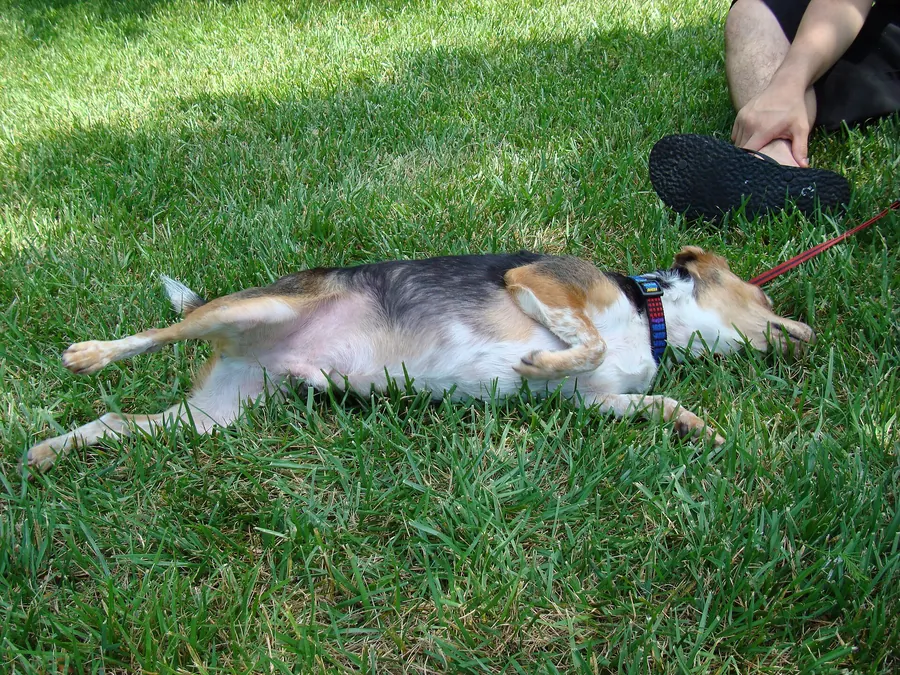 Beagle tarza się w trawie obok właściciela